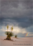 DSC3913-Yucca-and-Rainbow-1-web