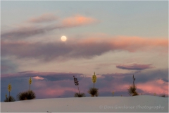 DSC3954-Yucca-Moon-web