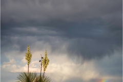 DSC3913-Yucca-and-Rainbow-1-web