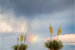 DSC3918-Yucca-and-Rainbow-2-web