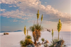 DSC4147-Three-Yucca-web