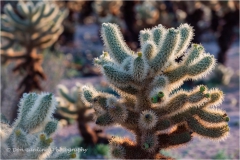 DSC6901-Cholla-Cactus-Closeup-2-web