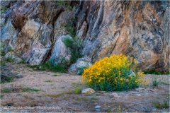 DSC7106-Brittle-Bush-web