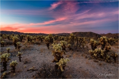 DSC8668-Chola-Pink-Sky-1-web