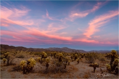 DSC8668-Cholla-Pink-Sky-3-web