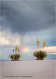 Yucca-and-Rainbow