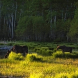 Mother-and-Calf-Moose