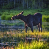 Moose-Closeup