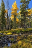 Wheeler-Peak-CG-Gold