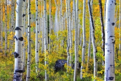 Aspen