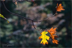 Backlit-Oak-Leaves