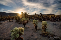 Cholla-Sunburst