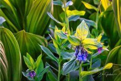 DSC3531-Lonely-Blue-Bell-web