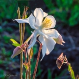 DSC3533-Columbine-Splender-web