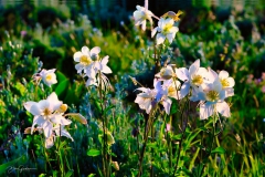 DSC3535-Columbine-Group-1-web