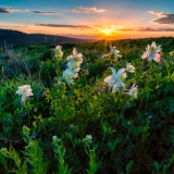 Columbine Sunset