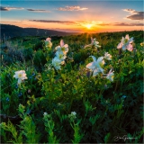 DSC0656-Columbine-Sunset-1-web