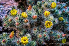DSC7111-Cholla-Cactus-Bloom-web