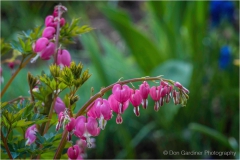 DSC9894-Bleeding-Heart-web