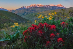 DSC0331-Indian-Paintbrush-web