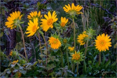 DSC0348-Balsamroot-Group-web