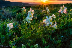 DSC0656-Columbine-Sunset-1-web