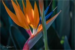 DSC0862-Bird-of-Paradise-web