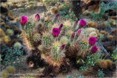 DSC7092-Hedgehog-Cactus-web